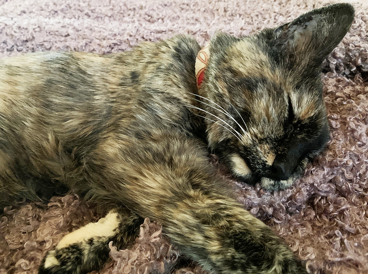 23 year old cat sleeping peacefully on her favorite bedspread